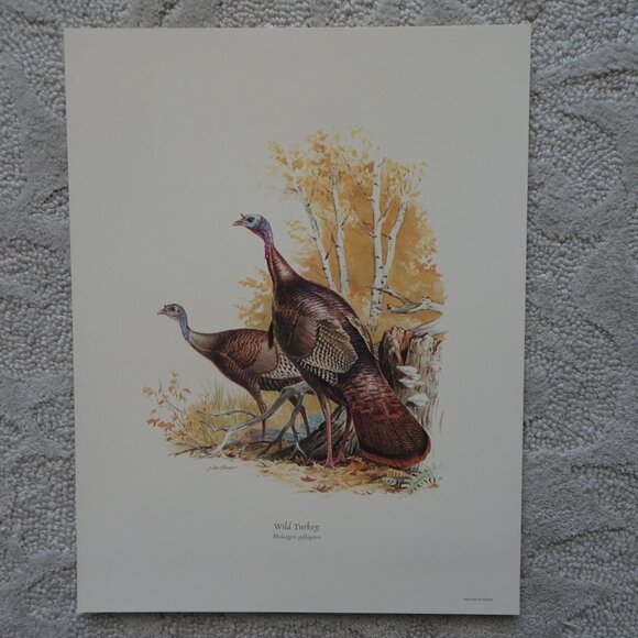 Field & Stream's Portfolio of Game Birds Painted by Ned Smith Limited Edition - Picture 8 of 16